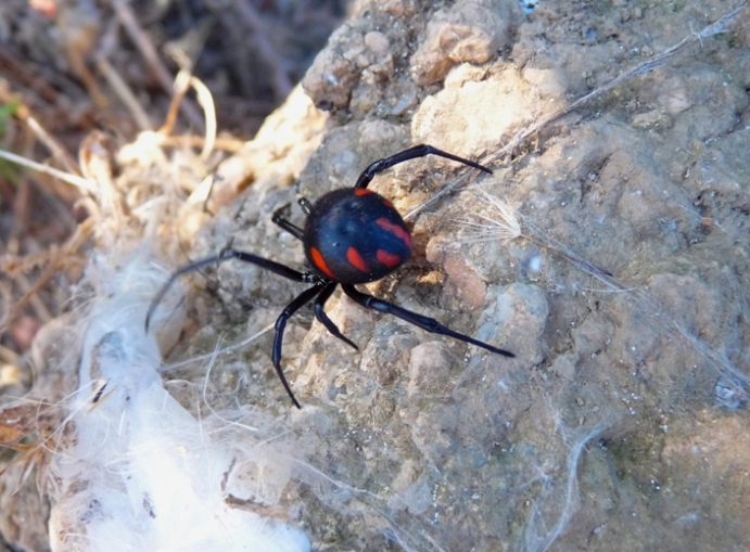 Latrodectus tredecimguttatus di Gallura